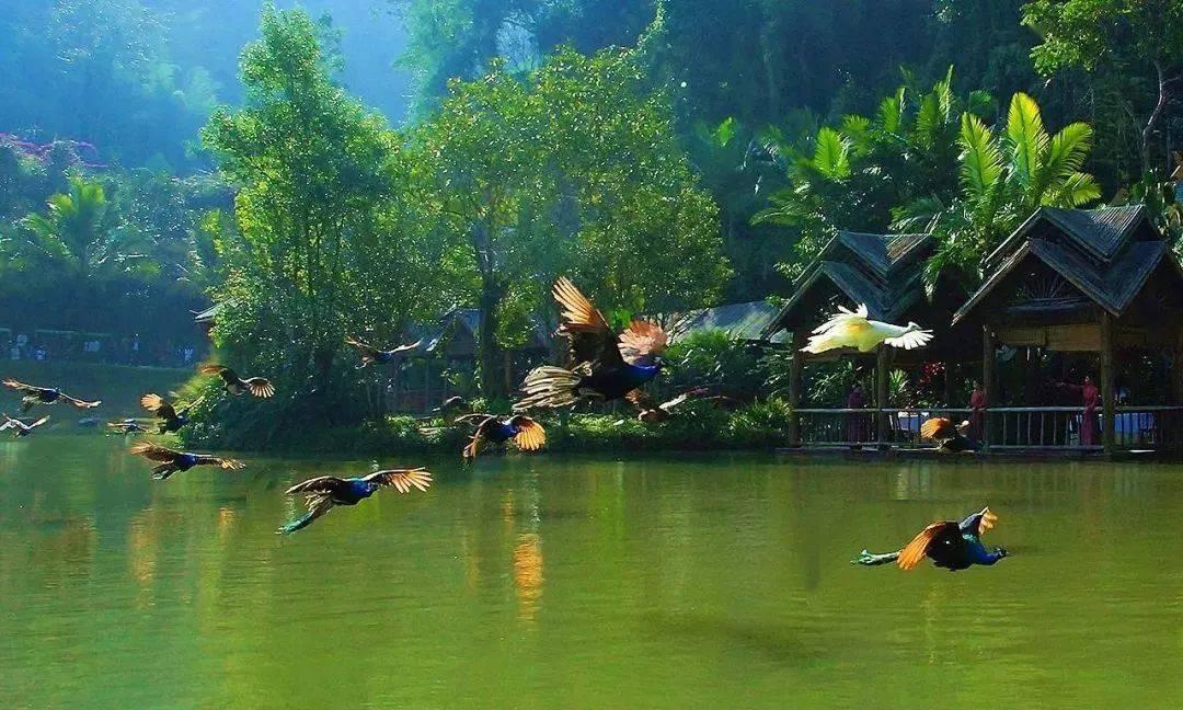 春雨直播app